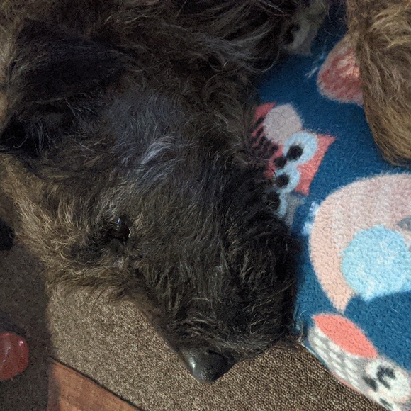 A very Brownie Christmas Shipping Label - Picture 1 of 1